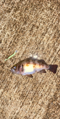 メバルの釣果