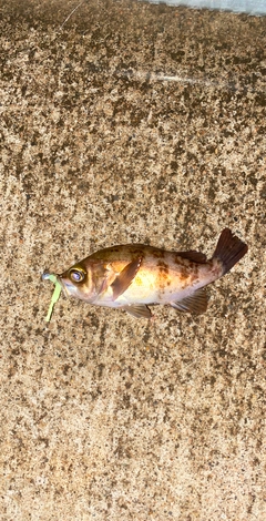 メバルの釣果