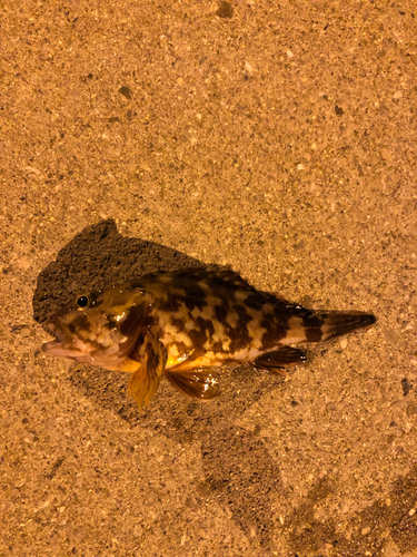 タケノコメバルの釣果