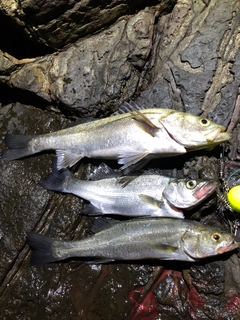 ヒラスズキの釣果