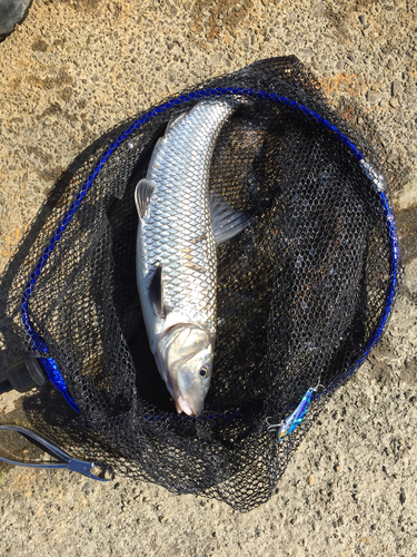 ニゴイの釣果