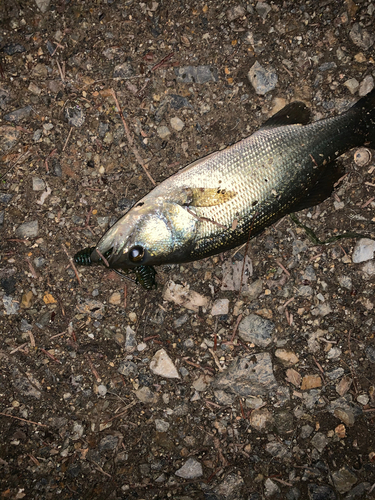 釣果