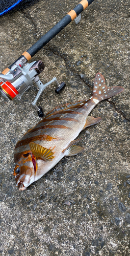 タカノハダイの釣果