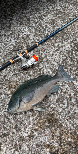 クチブトグレの釣果