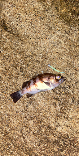 メバルの釣果