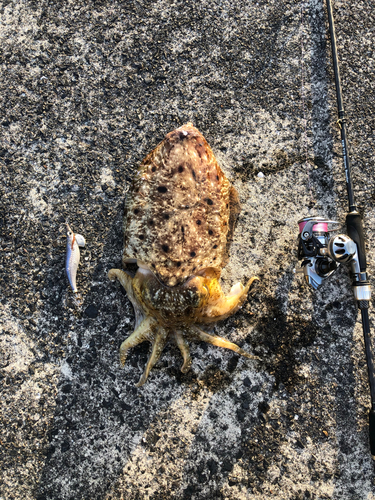 コブシメの釣果