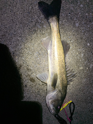 フッコ（タイリクスズキ）の釣果