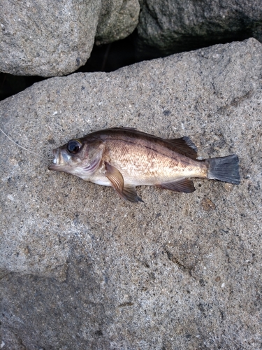 タケノコメバルの釣果