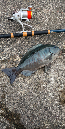 クチブトグレの釣果