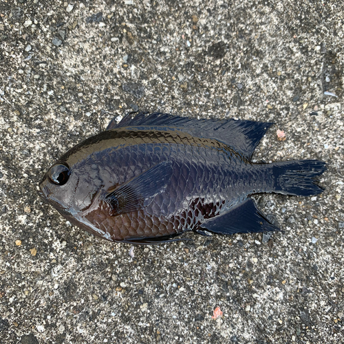 スズメダイの釣果