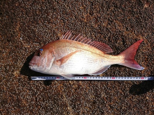 マダイの釣果