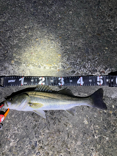 シーバスの釣果