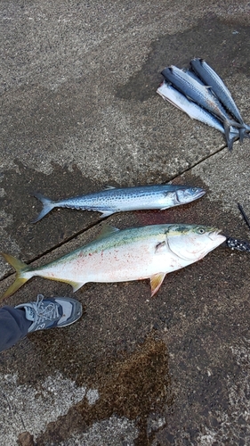 ブリの釣果