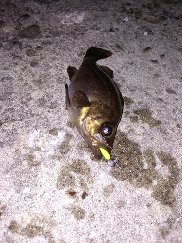 シロメバルの釣果