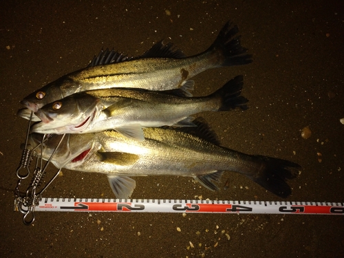 シーバスの釣果