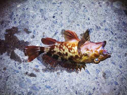 カサゴの釣果