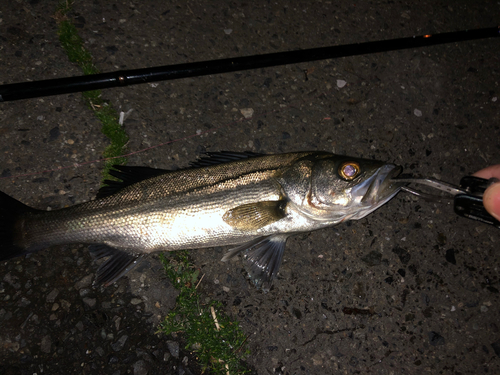 セイゴ（マルスズキ）の釣果