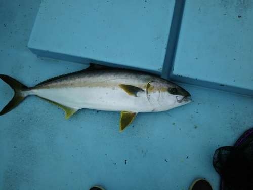 ヒラスの釣果