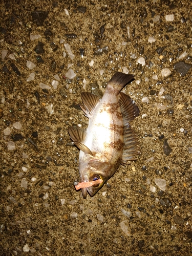 シロメバルの釣果