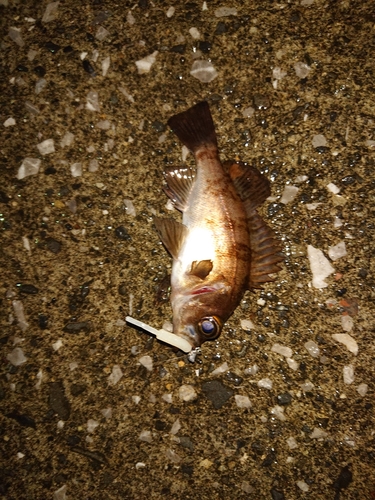 シロメバルの釣果