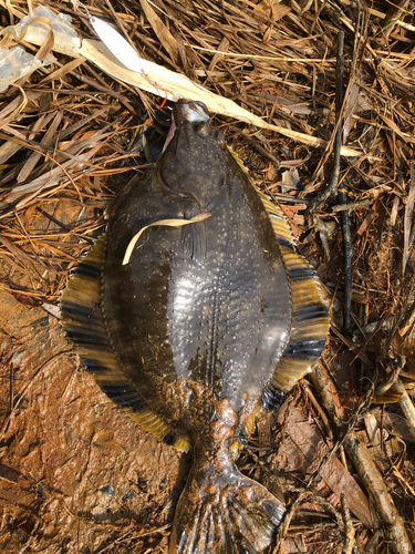 カワガレイの釣果