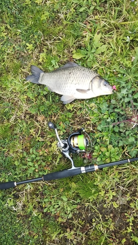 マブナの釣果