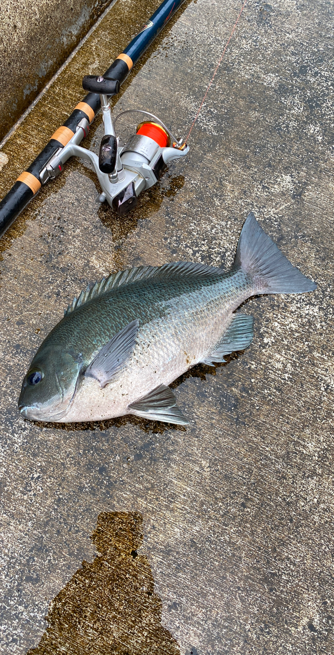 クチブトグレ