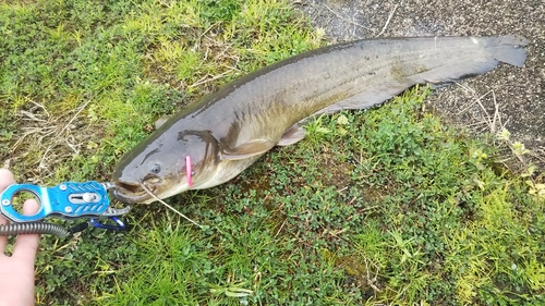 ナマズの釣果