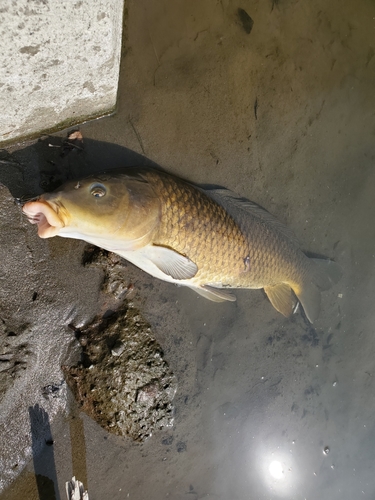 コイの釣果