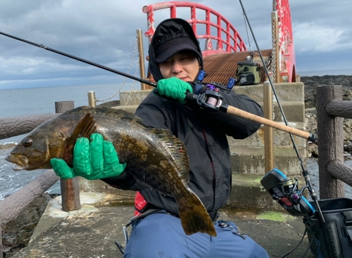 アイナメの釣果