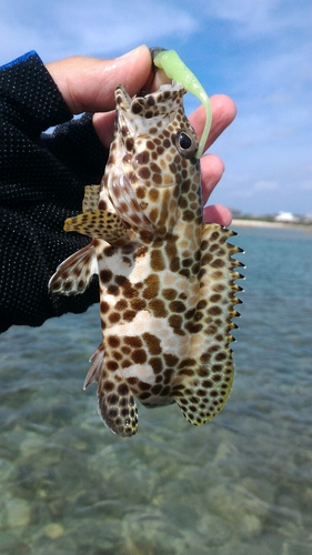 イシミーバイの釣果