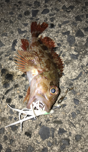 カサゴの釣果