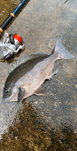 クチブトグレの釣果