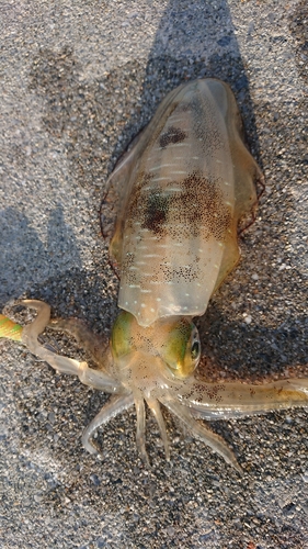 アオリイカの釣果