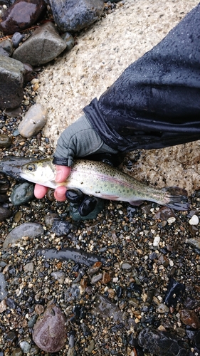 ニジマスの釣果