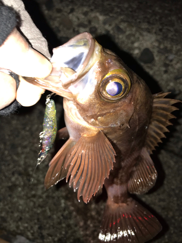 メバルの釣果