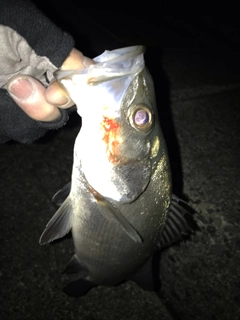 セイゴ（ヒラスズキ）の釣果