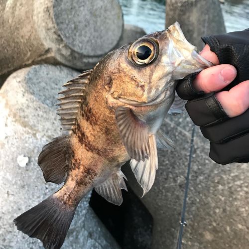 メバルの釣果