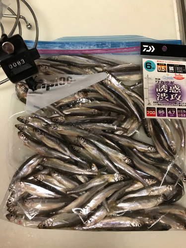 ワカサギの釣果