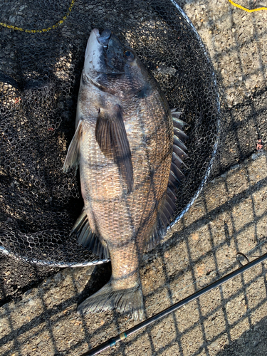 クロダイの釣果