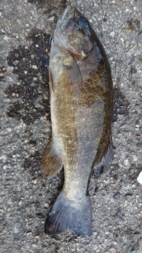 スモールマウスバスの釣果