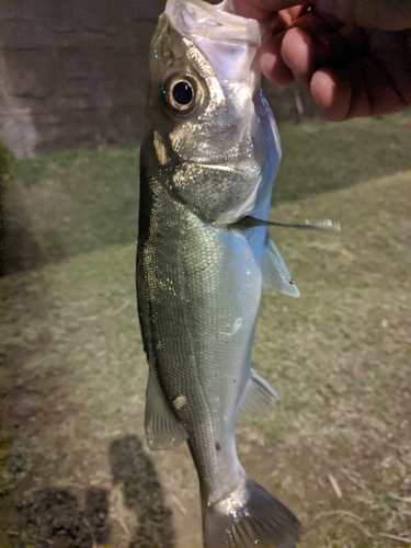 フッコ（マルスズキ）の釣果