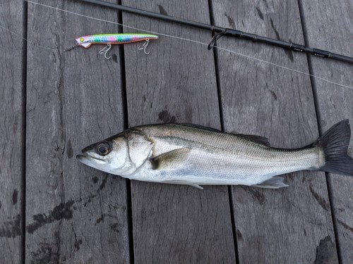 シーバスの釣果