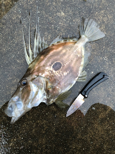 マトウダイの釣果