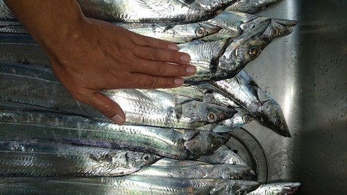 タチウオの釣果