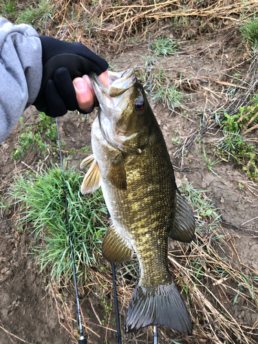 スモールマウスバスの釣果