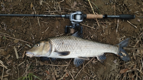 ニゴイの釣果