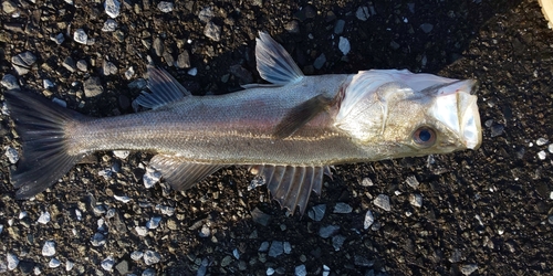 フッコ（マルスズキ）の釣果