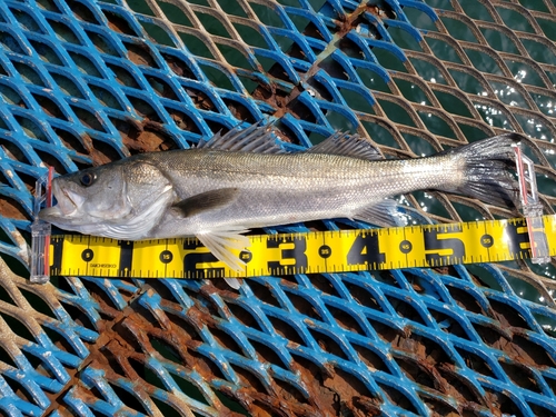 フッコ（マルスズキ）の釣果