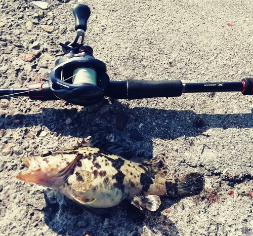 タケノコメバルの釣果